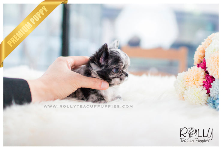 Rolly Teacup Puppies (SOLD To García) Elena - Chihuahua. F.
