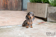 Rolly Teacup Puppies Betty - Dachshund.