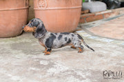 Rolly Teacup Puppies Betty - Dachshund.