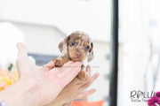 Rolly Teacup Puppies (SOLD to Dement) M&M - Dachshund. F.