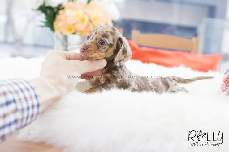 Rolly Teacup Puppies (SOLD to Dement) M&M - Dachshund. F.