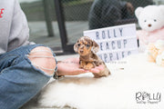 Rolly Teacup Puppies Hershey - Dauchund. F.