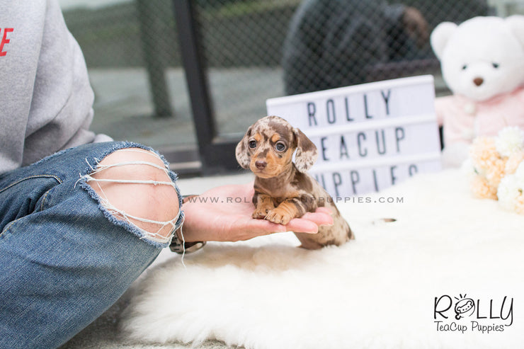 Rolly Teacup Puppies Hershey - Dauchund. F.