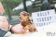 Rolly Teacup Puppies Hershey - Dauchund. F.