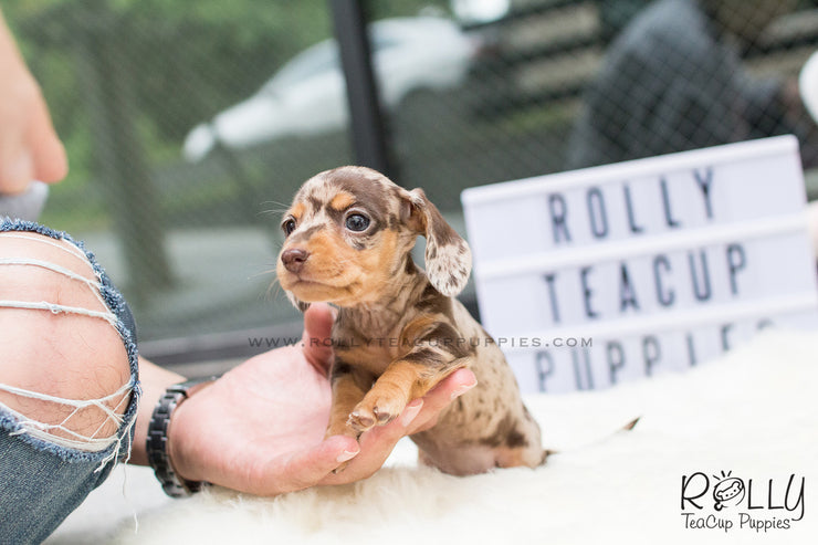 Rolly Teacup Puppies Hershey - Dauchund. F.