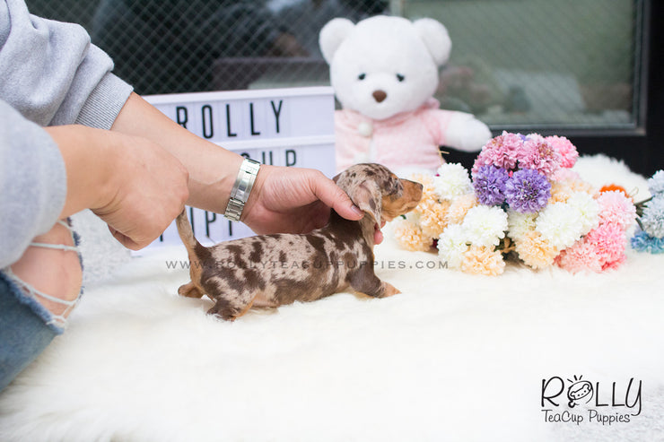 Rolly Teacup Puppies Hershey - Dauchund. F.