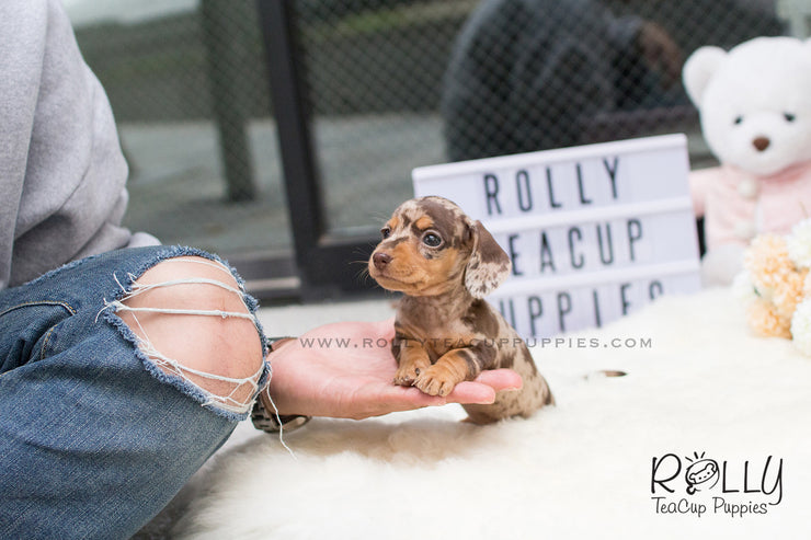 Rolly Teacup Puppies Hershey - Dauchund. F.