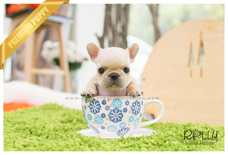Rolly Teacup Puppies Ben - French Bulldog. M.
