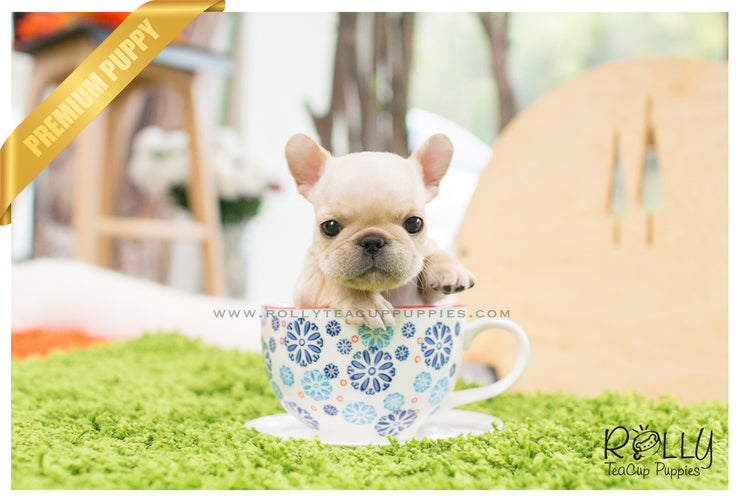 Rolly Teacup Puppies Ben - French Bulldog. M.