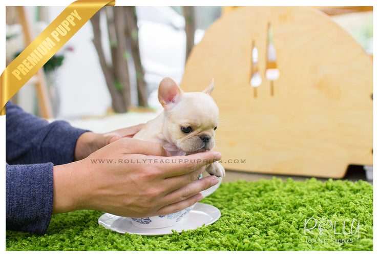 Rolly Teacup Puppies Ben - French Bulldog. M.