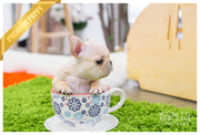 Rolly Teacup Puppies Ben - French Bulldog. M.