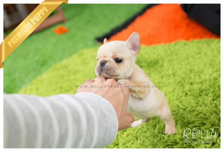 Rolly Teacup Puppies Ben - French Bulldog. M.