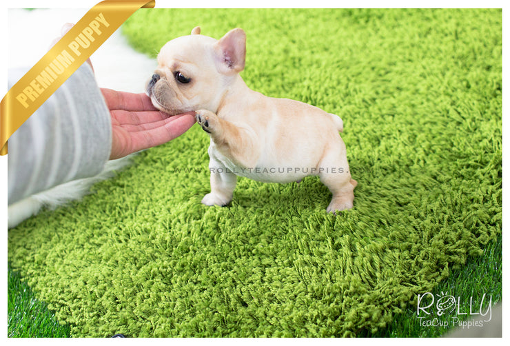 Rolly Teacup Puppies Ben - French Bulldog. M.