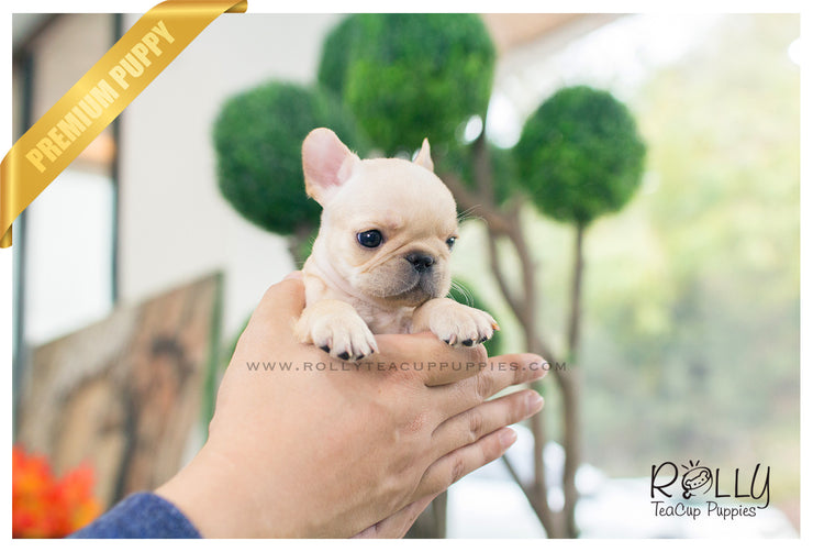 Rolly Teacup Puppies Ben - French Bulldog. M.