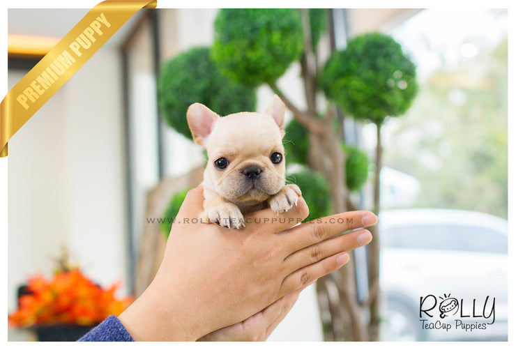 Rolly Teacup Puppies Ben - French Bulldog. M.