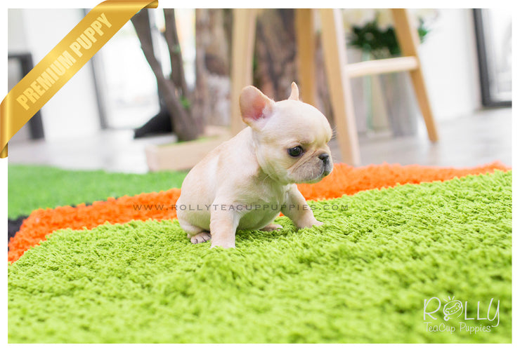 Rolly Teacup Puppies Ben - French Bulldog. M.