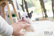 Rolly Teacup Puppies Piggie - Frenchie. F.