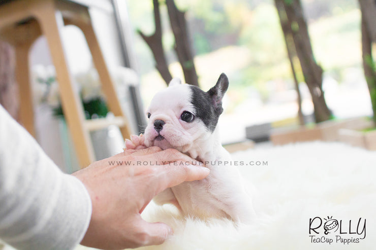 Rolly Teacup Puppies Piggie - Frenchie. F.