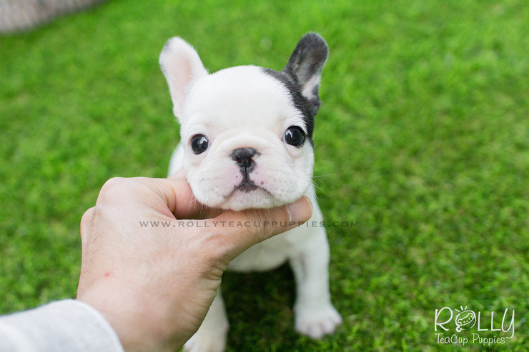Rolly Teacup Puppies Piggie - Frenchie. F.
