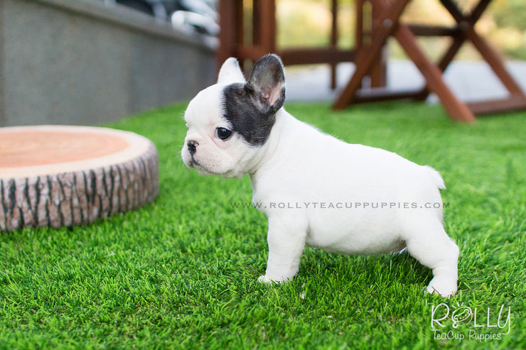 Rolly Teacup Puppies Piggie - Frenchie. F.