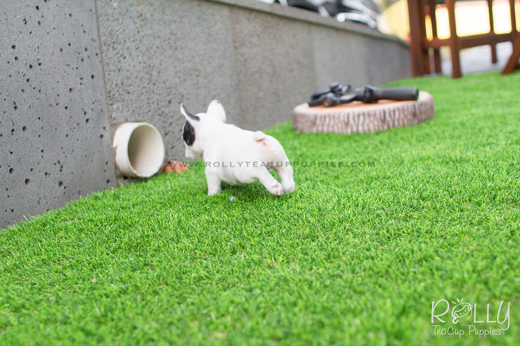 Rolly Teacup Puppies Piggie - Frenchie. F.