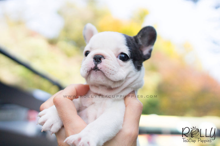 Rolly Teacup Puppies Piggie - Frenchie. F.