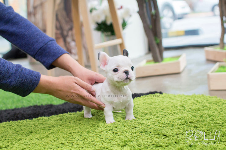 Rolly Teacup Puppies Piggie - Frenchie. F.