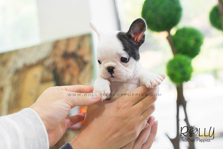 Rolly Teacup Puppies Piggie - Frenchie. F.