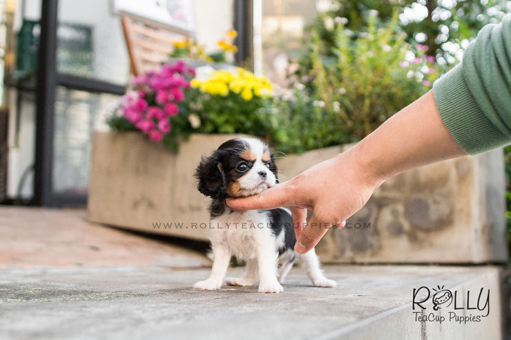 Rolly Teacup Puppies Lily - King Charles.
