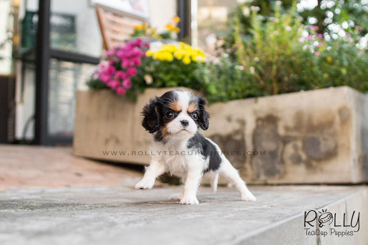 Rolly Teacup Puppies Lily - King Charles.