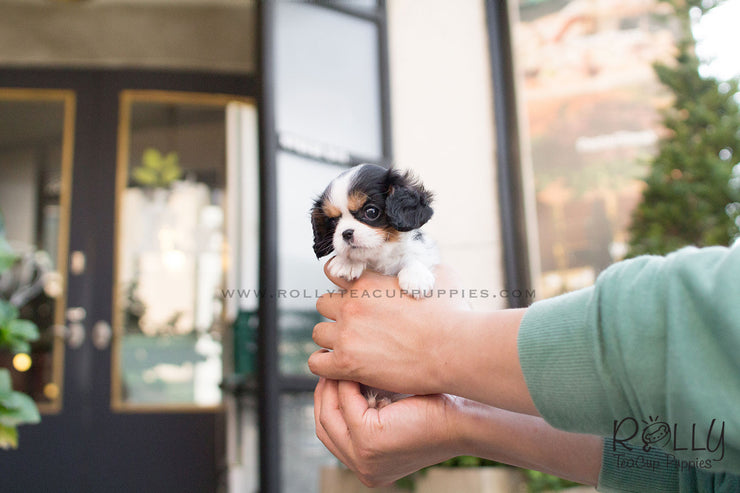 Rolly Teacup Puppies Lily - King Charles.