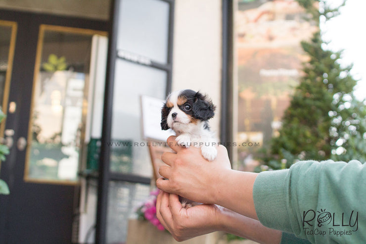 Rolly Teacup Puppies Lily - King Charles.