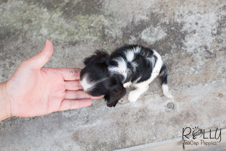 Rolly Teacup Puppies Lily - King Charles.