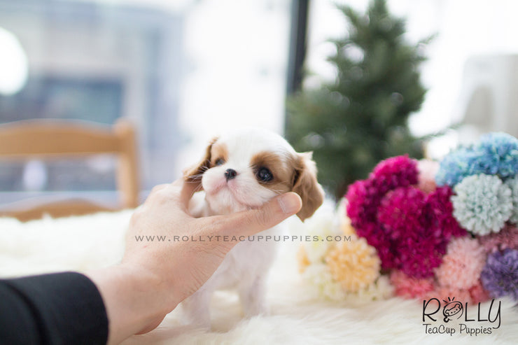 Rolly Teacup Puppies Giselle - King Charles. F.