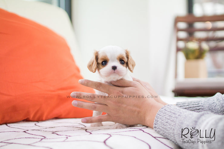 Rolly Teacup Puppies Giselle - King Charles. F.
