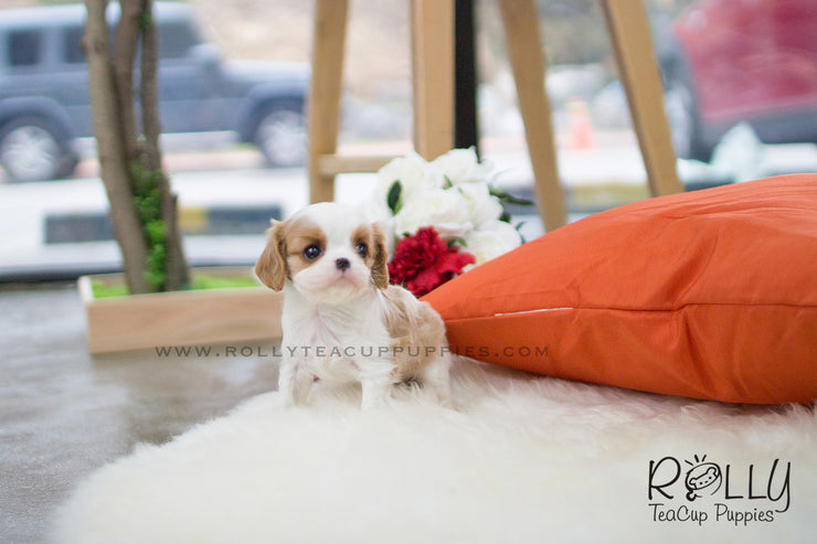Rolly Teacup Puppies Giselle - King Charles. F.