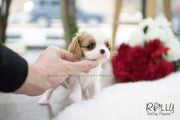 Rolly Teacup Puppies Giselle - King Charles. F.