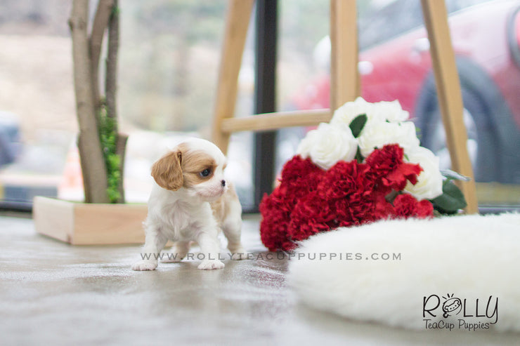 Rolly Teacup Puppies Giselle - King Charles. F.