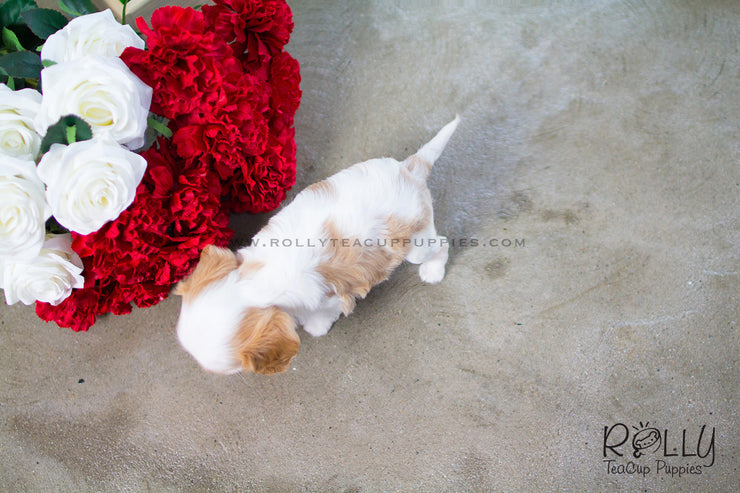Rolly Teacup Puppies Giselle - King Charles. F.