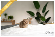 Rolly Teacup Puppies KITKAT - MALE (PURCHASED by JAMESON).