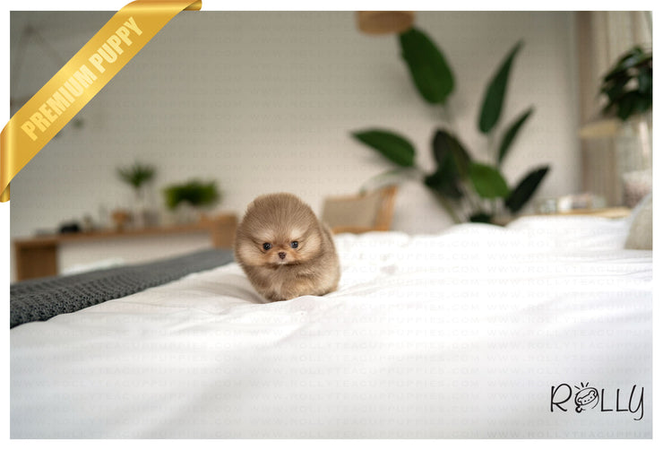 Rolly Teacup Puppies KITKAT - MALE (PURCHASED by JAMESON).