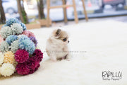 Rolly Teacup Puppies Duke - Long Hair Chihuahua. M.