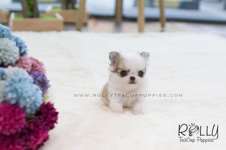 Rolly Teacup Puppies Duke - Long Hair Chihuahua. M.