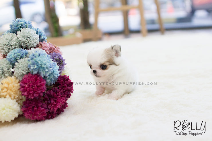 Rolly Teacup Puppies Duke - Long Hair Chihuahua. M.