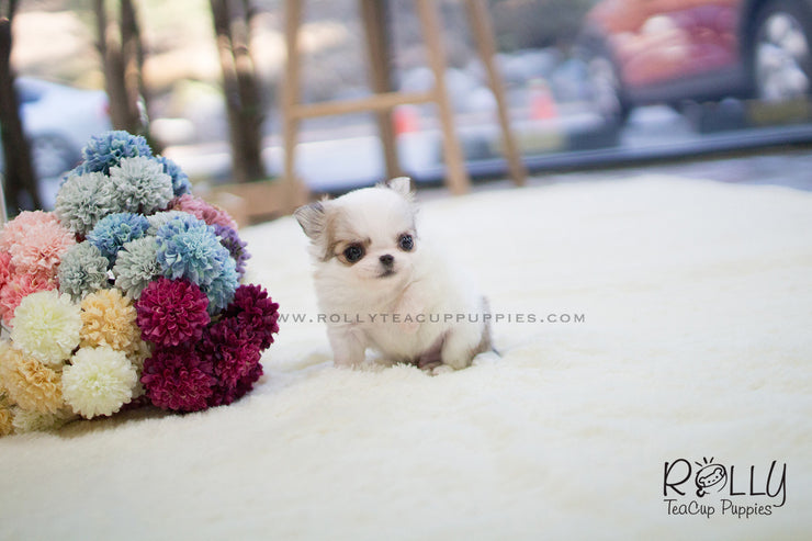 Rolly Teacup Puppies Duke - Long Hair Chihuahua. M.