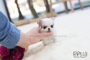 Rolly Teacup Puppies Duke - Long Hair Chihuahua. M.