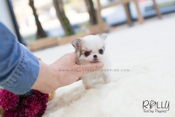 Rolly Teacup Puppies Duke - Long Hair Chihuahua. M.