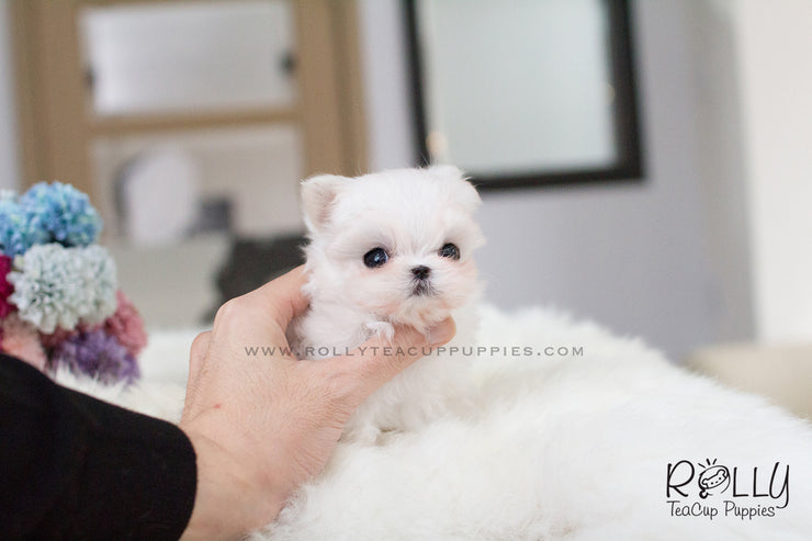Rolly Teacup Puppies Lily - Maltese. F.