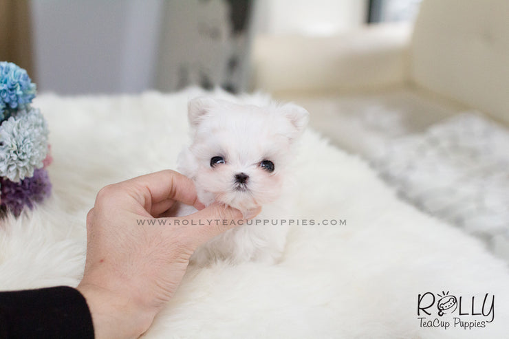 Rolly Teacup Puppies Lily - Maltese. F.