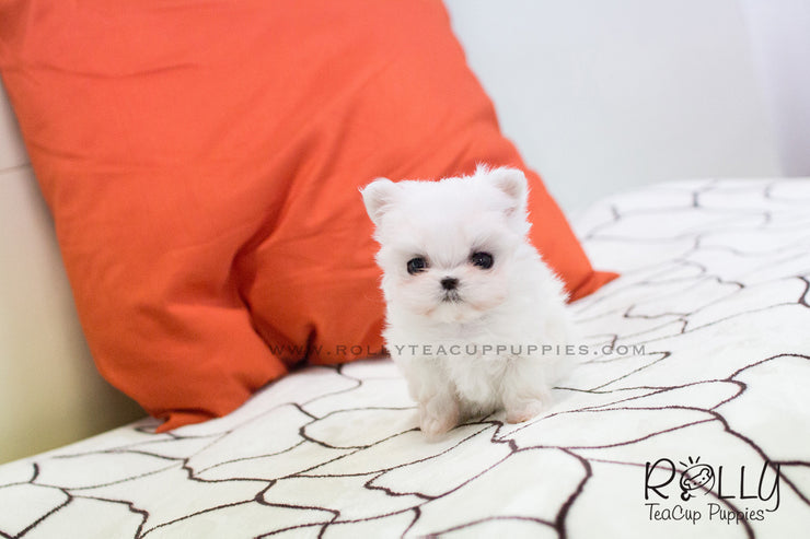 Rolly Teacup Puppies Lily - Maltese. F.